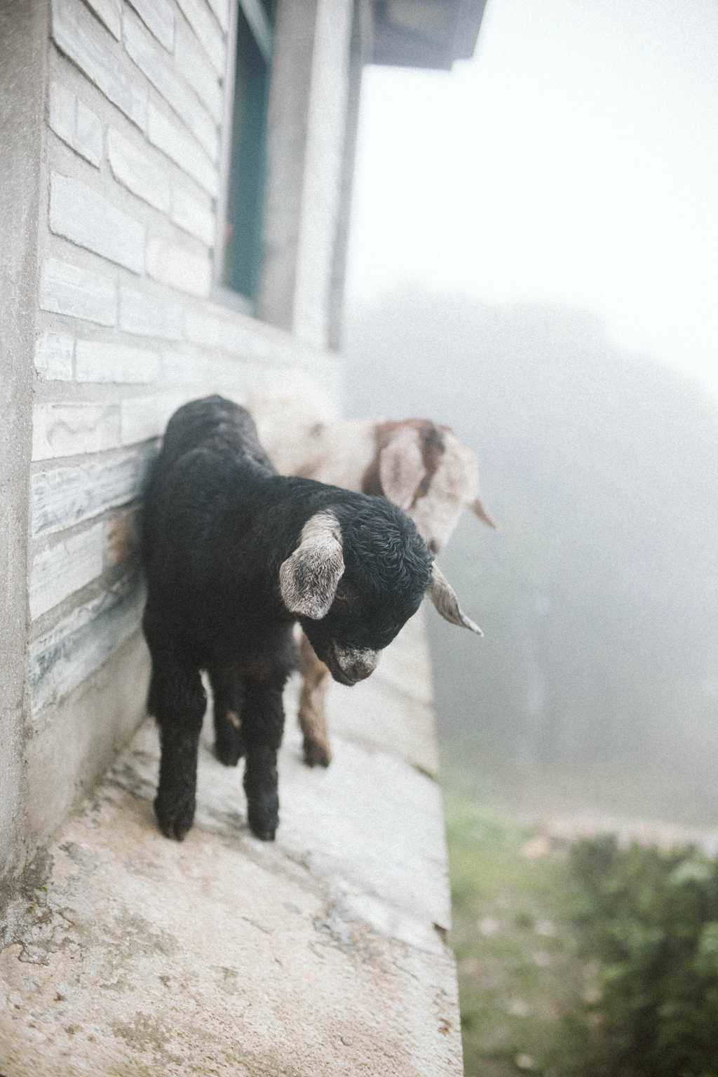 两只乖巧小羊羔