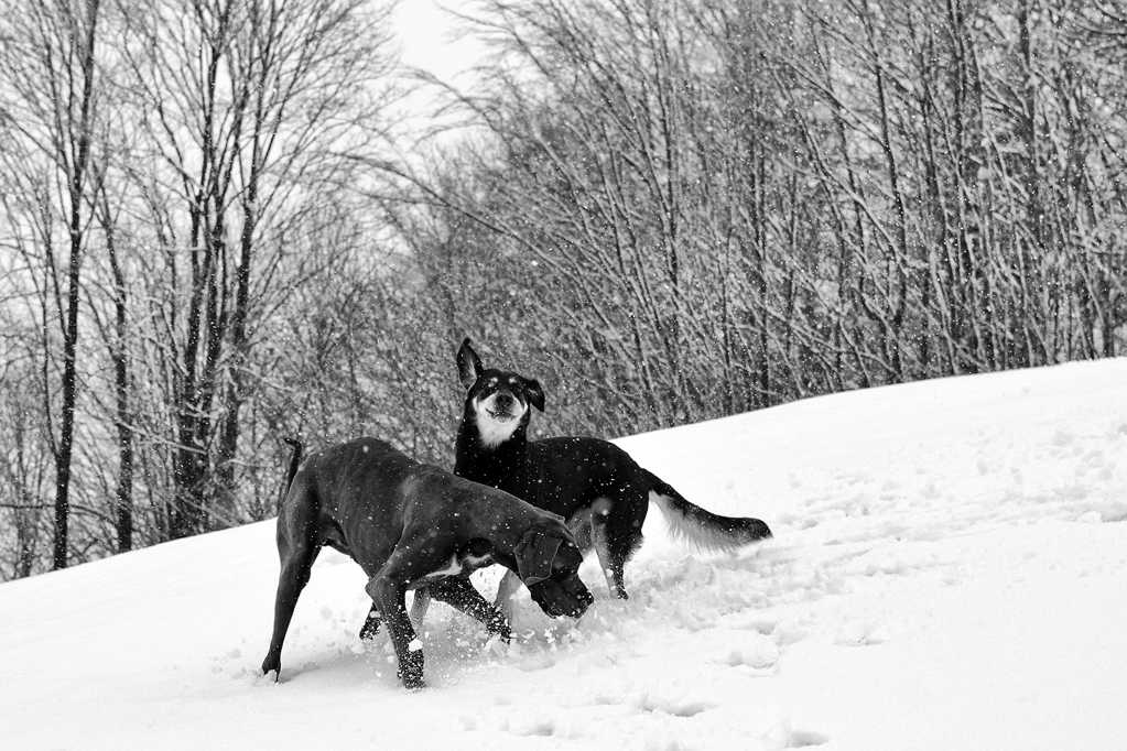 雪地上两只大丹犬