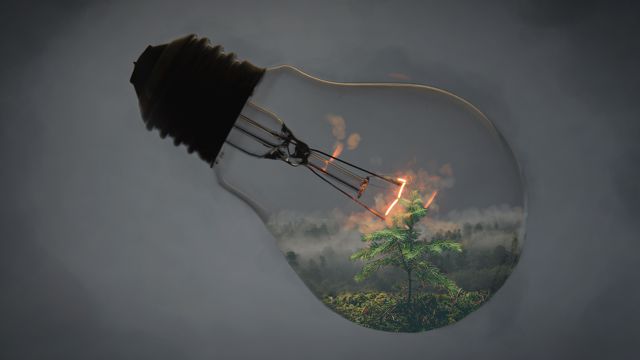 灯泡中的大树创意图片