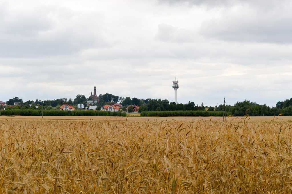 小麦成熟景观图片