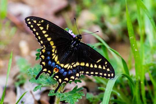 黄色斑点燕尾蝶