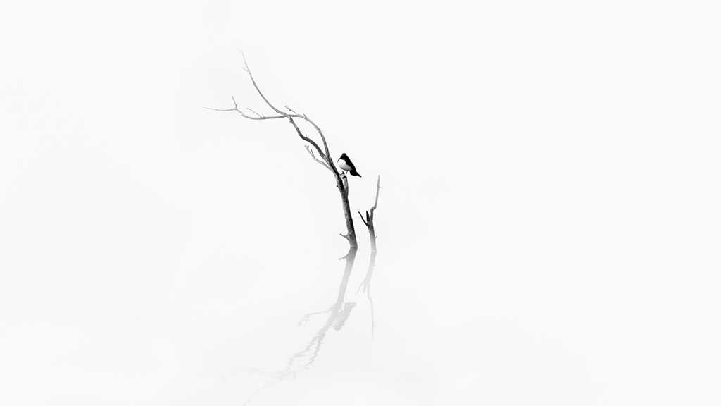黑白境界干树枝小鸟图片