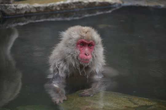 温泉嬉戏的猕猴图片
