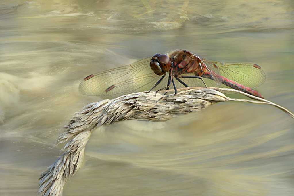 喜好在河边翱翔的蜻蜓图片