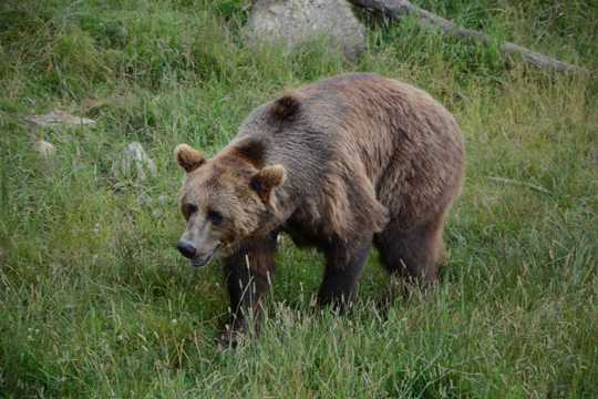 体型巨大的棕熊