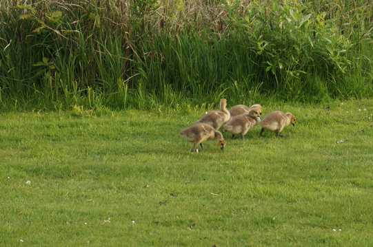 草坪上的鸭群图片