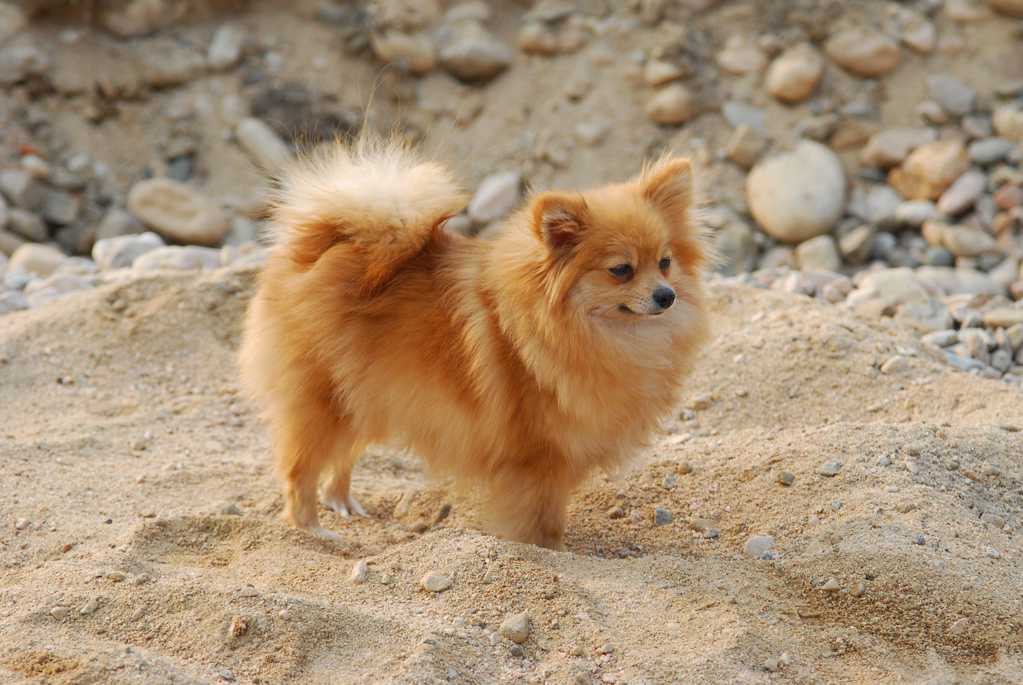 沙地狐狸狗