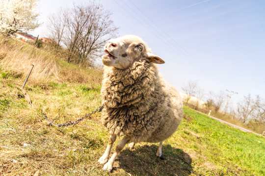 草原小羊羔图片