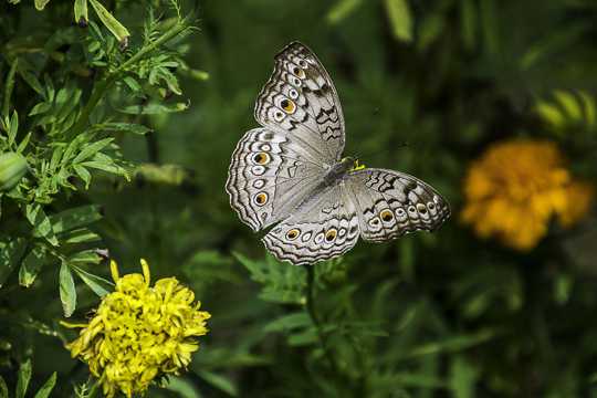 花丛里的黑白斑纹蝴蝶