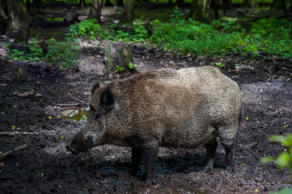 森林中的野猪