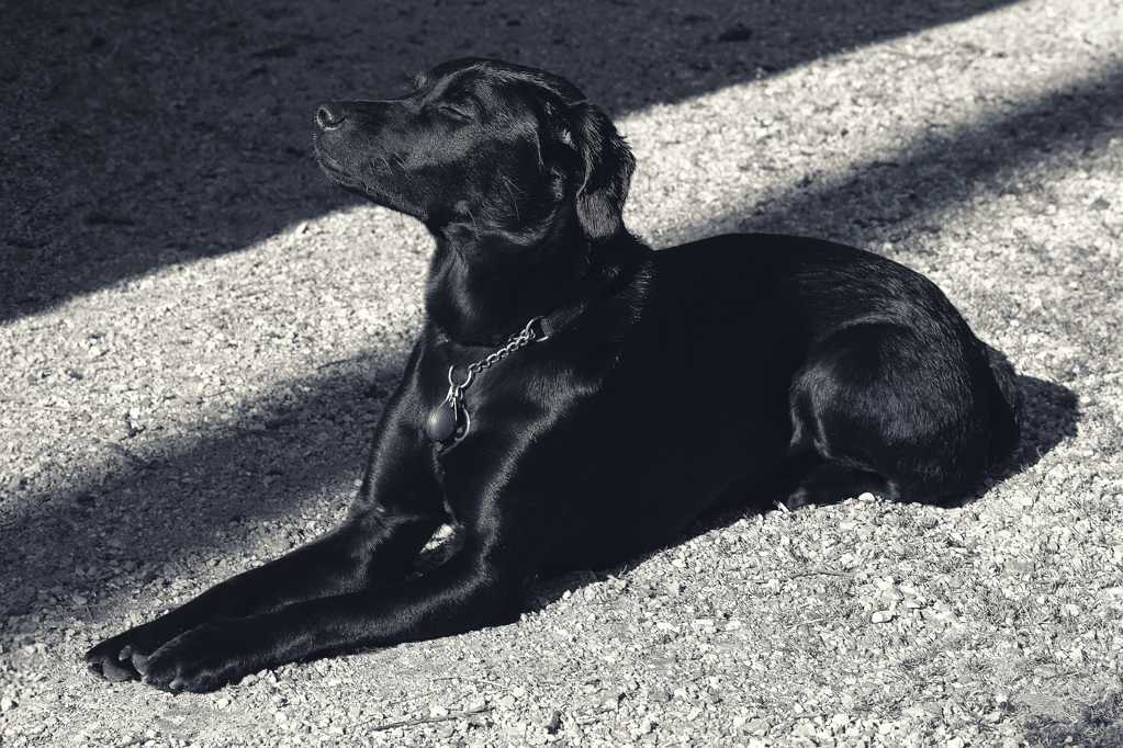 纯黑色拉布拉多犬图片