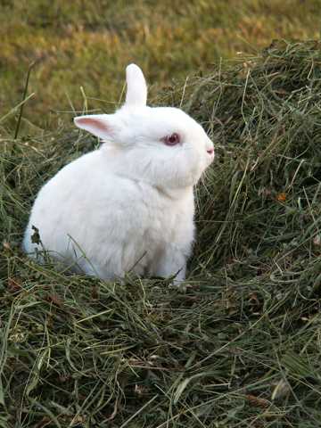 呆萌的大耳白兔