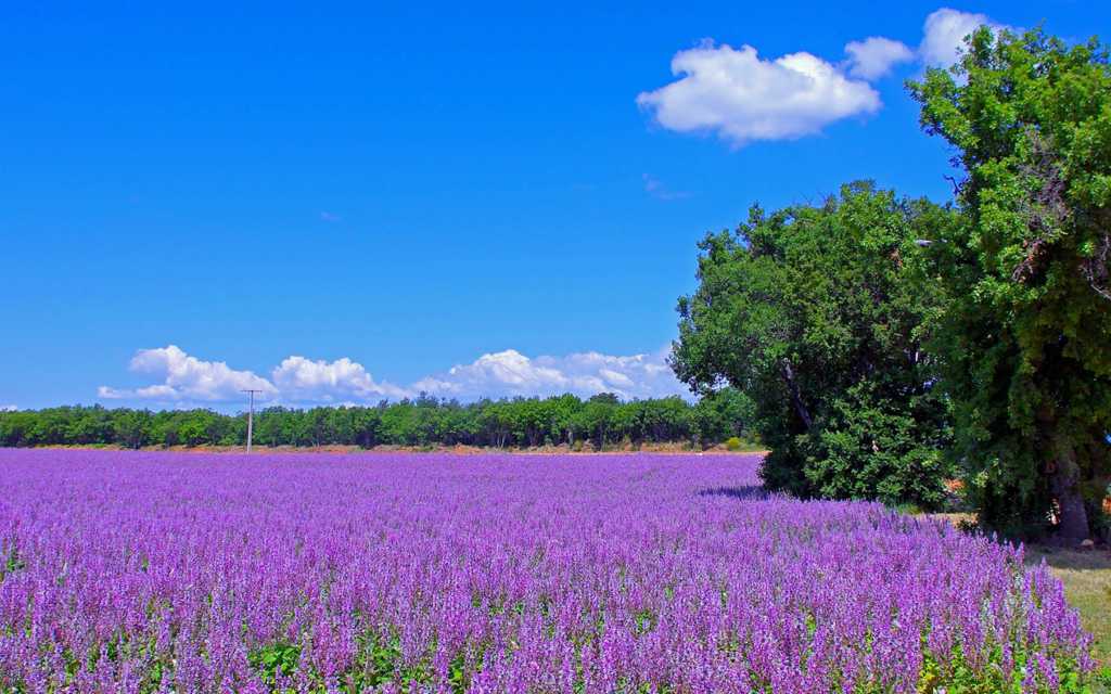 紫色薰衣草自然风光高清图片