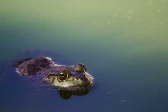 在水里潜伏的青蛙