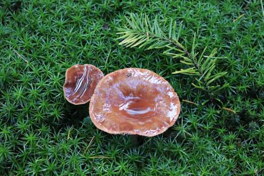 绿色草地上的蘑菇