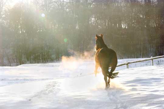雪地里疾驰的骏马图片