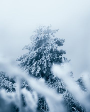 冬天唯美树木雾凇图片