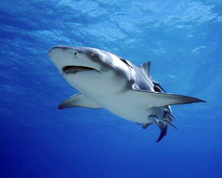 海洋霸主鲨鱼