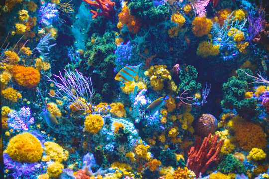 海底里唯美好看的珊瑚图片