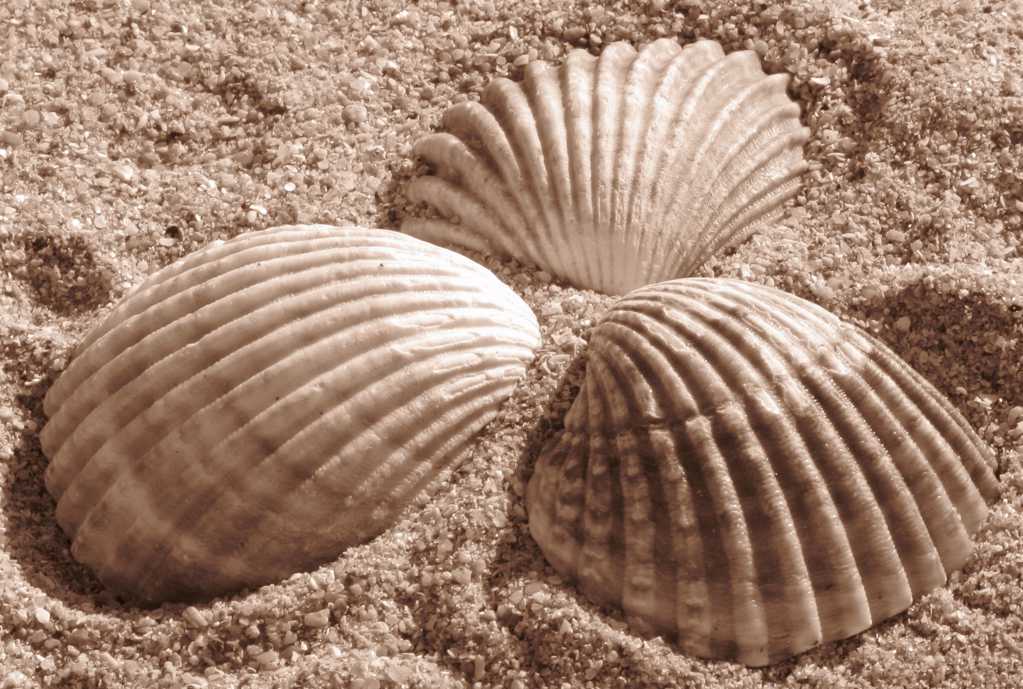 美丽的沙滩海贝壳