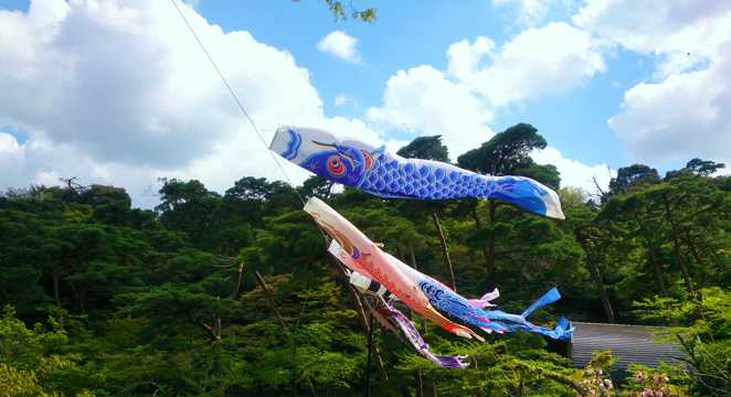 日本假期庆祝的鲤鱼旗图片