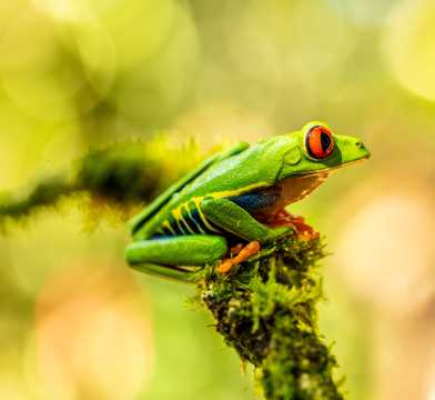 可人绿纹树蛙图片