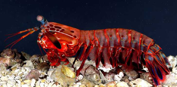 红色的螳螂虾