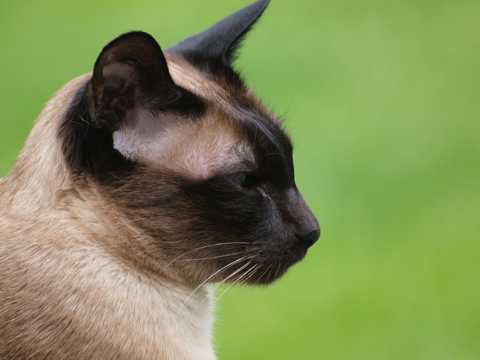 泰国暹罗猫头部特写图片