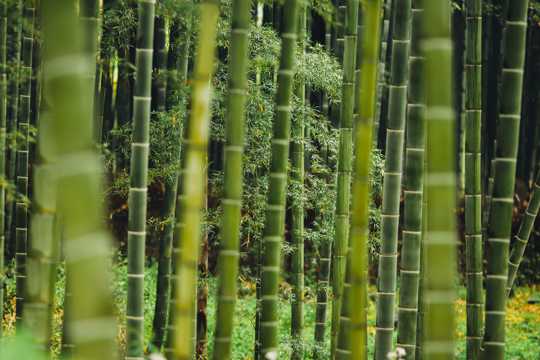 屹立的竹子图片
