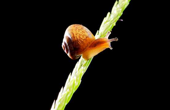 奋力爬行的蜗牛