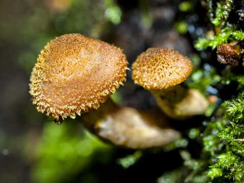 丛林野蘑菇拍照图片