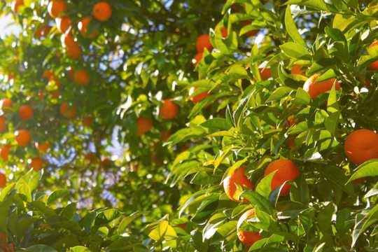 树枝上的柑橘