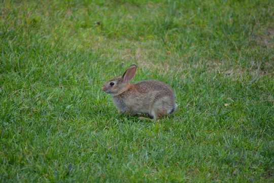 草坪上的小灰兔