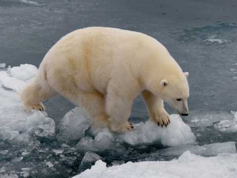 胖胖的北极白熊