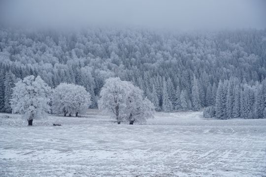 树林白雪积雪图片