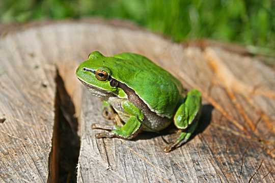 木头上的青蛙