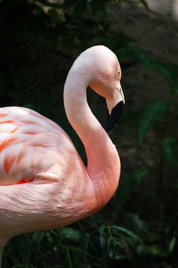 一只粉红色火烈鸟图片