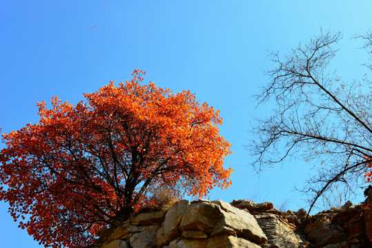 山西陵川红叶景象图片