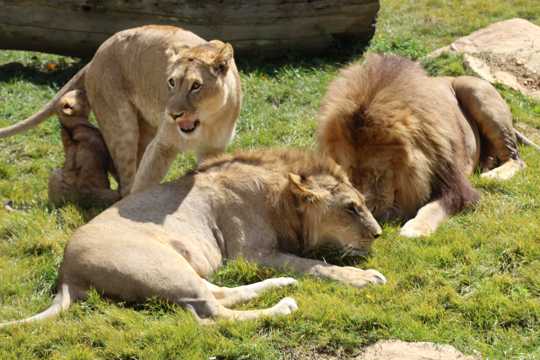 动物园狮子欣赏图片