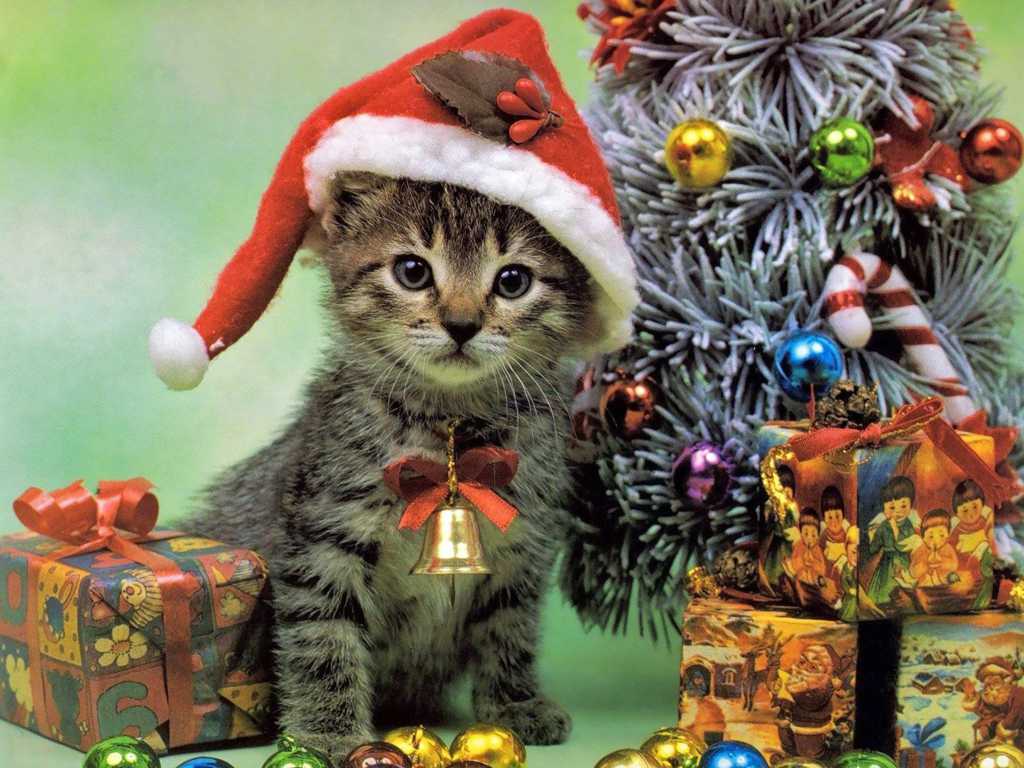 圣诞小小猫图片