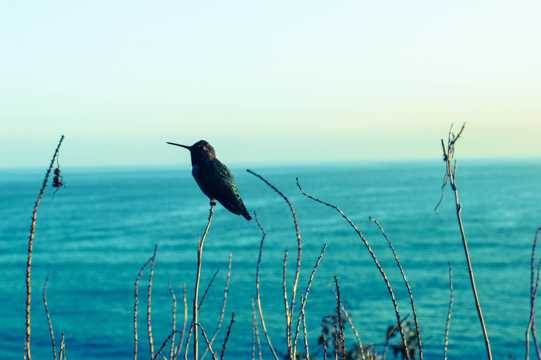 海滨蜂鸟图片
