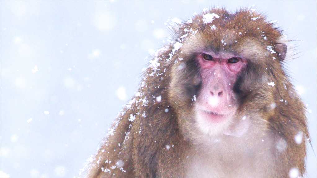 冬季猴子高清图片