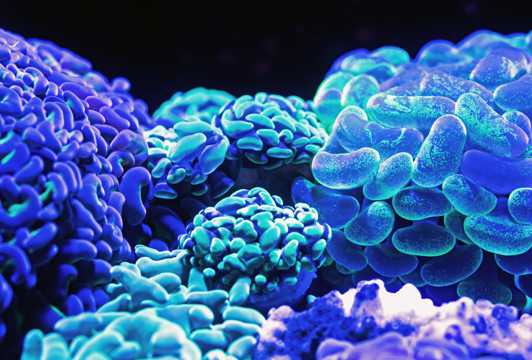 颜色辉煌的珊瑚图片