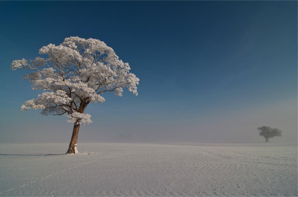 白雪覆盖的树