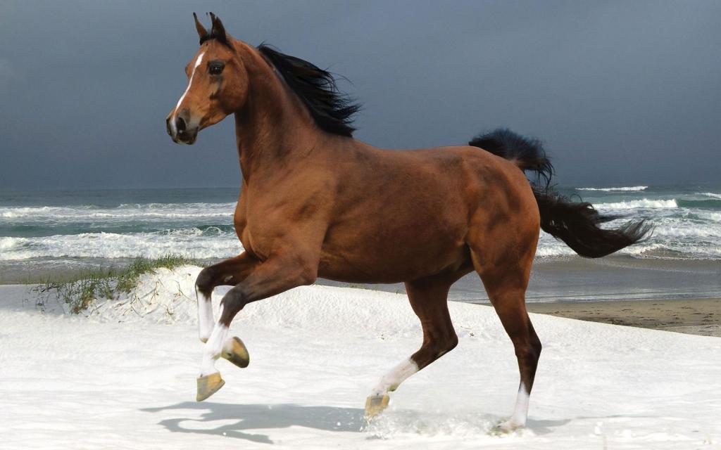 马在海滩上