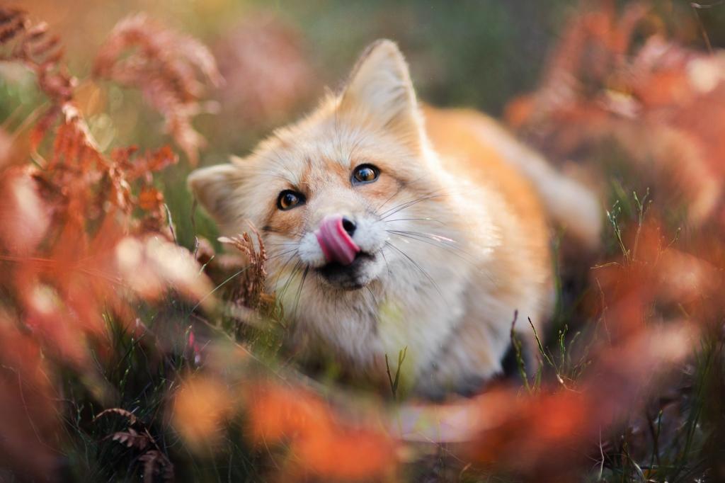 他舌头上挂着一只有趣的红狐狸