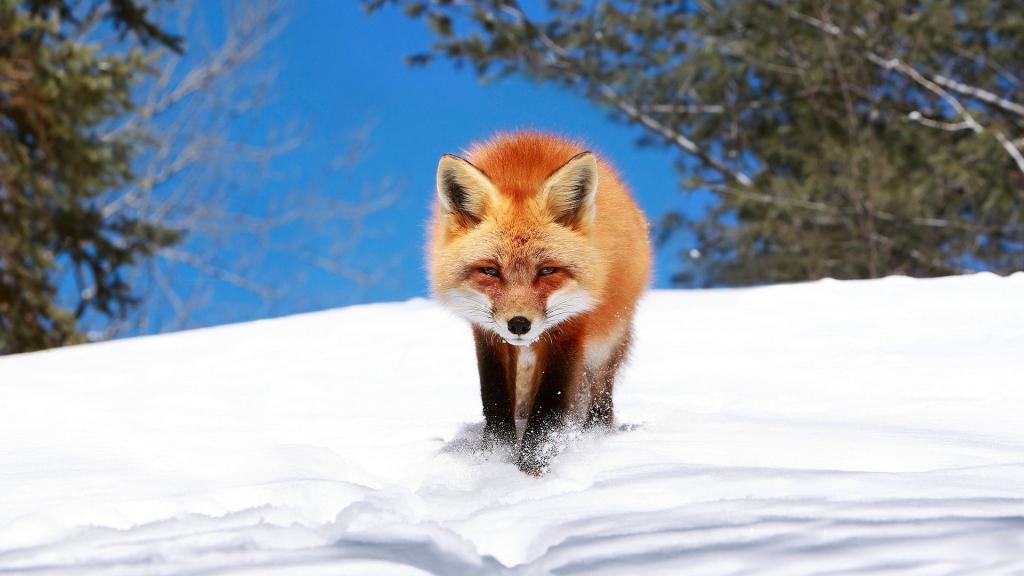狡猾的红狐狸