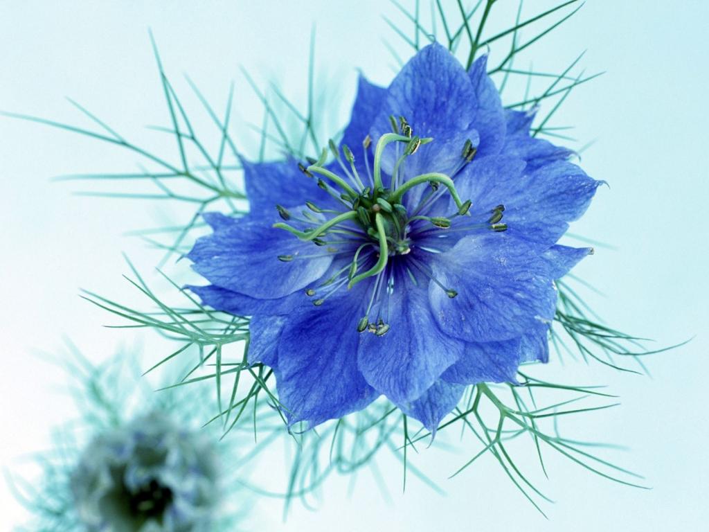 为我心爱的蓝色的花