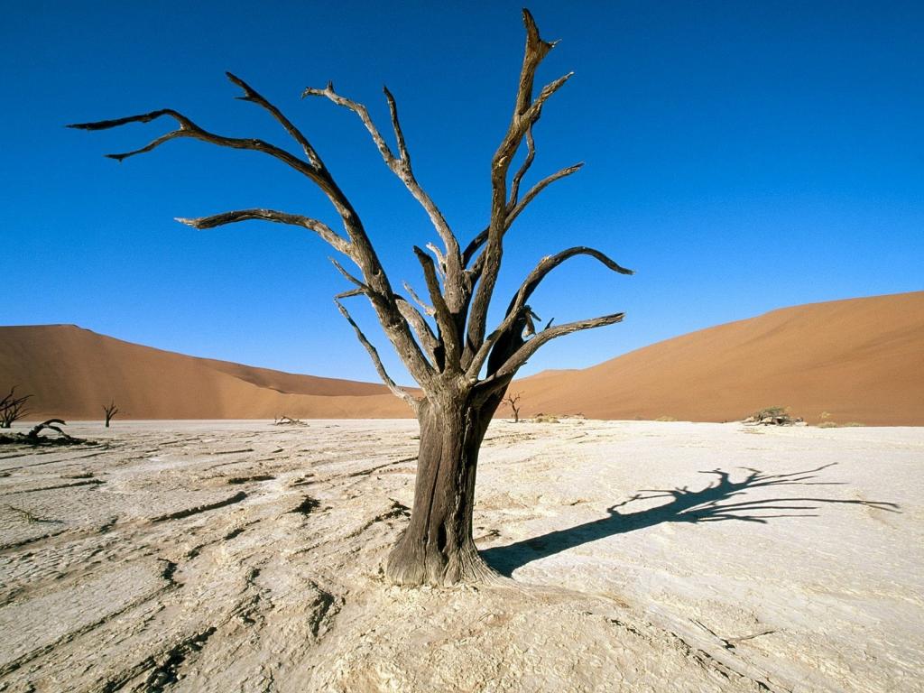 在沙漠中枯萎的树