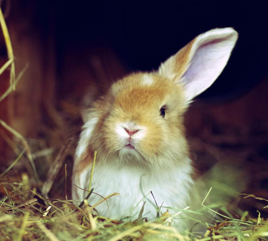 红头发的兔子抬起一只耳朵